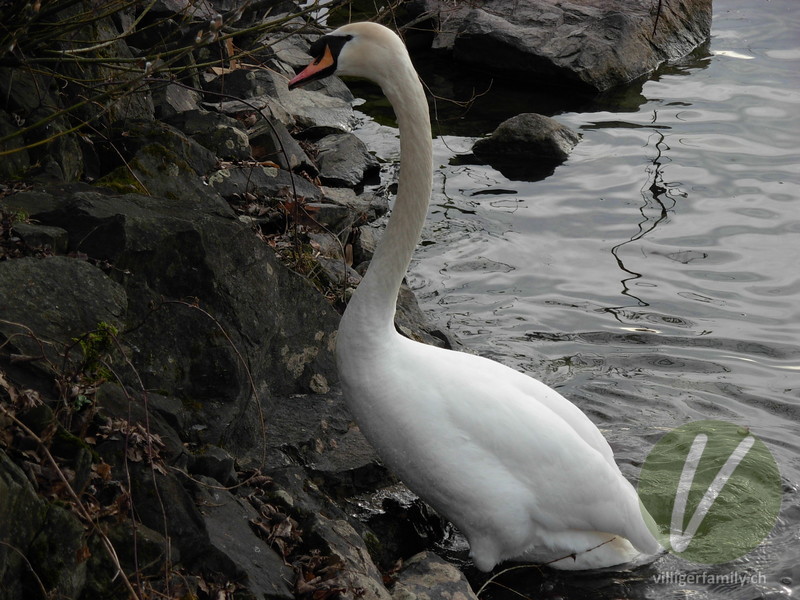 Höckerschwan: Übersicht
